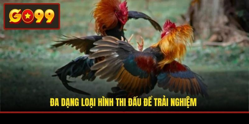 Đa dạng loại hình thi đấu để trải nghiệm